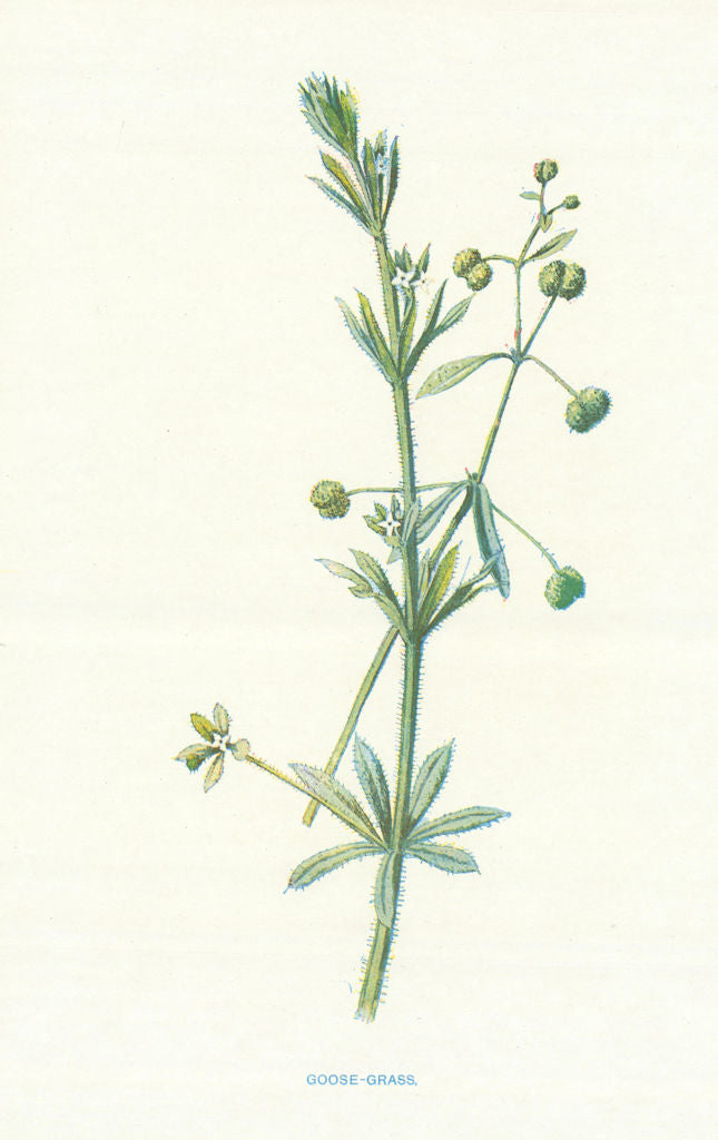 Goose-Grass. Wild Flowers by Frederick Edward Hulme c1895 old antique print